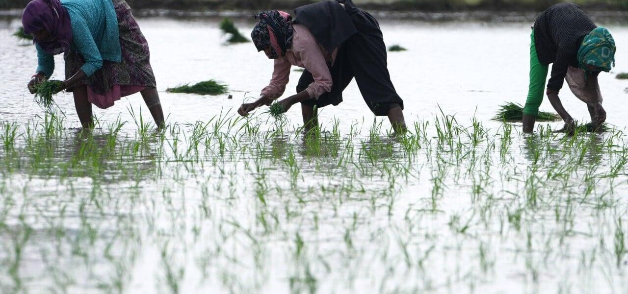 Erratic Monsoon Patterns in India Threaten Agriculture and Power Supply