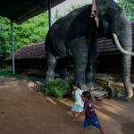 Automaton Acolytes: Silicon’s Sacred Incursion into India’s Temples Automaton Acolytes: Silicon’s Sacred Incursion into India’s Temples