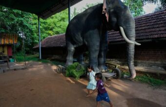 Tech in Temples: Robotic Elephants Divide India