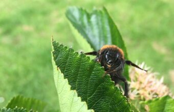 Impact of Heatwaves: 10 Transformations in the British Countryside
