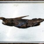 Silent Depths Whisper: Ghost Shark’s Debut Stirs Geopolitical Currents Off Costa Rica