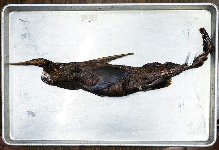 Silent Depths Whisper: Ghost Shark’s Debut Stirs Geopolitical Currents Off Costa Rica