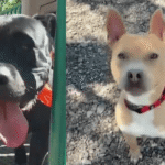 The Silent Toll: When America’s Unseen Vulnerabilities Find Refuge in a Kennel The Silent Toll: When America’s Unseen Vulnerabilities Find Refuge in a Kennel