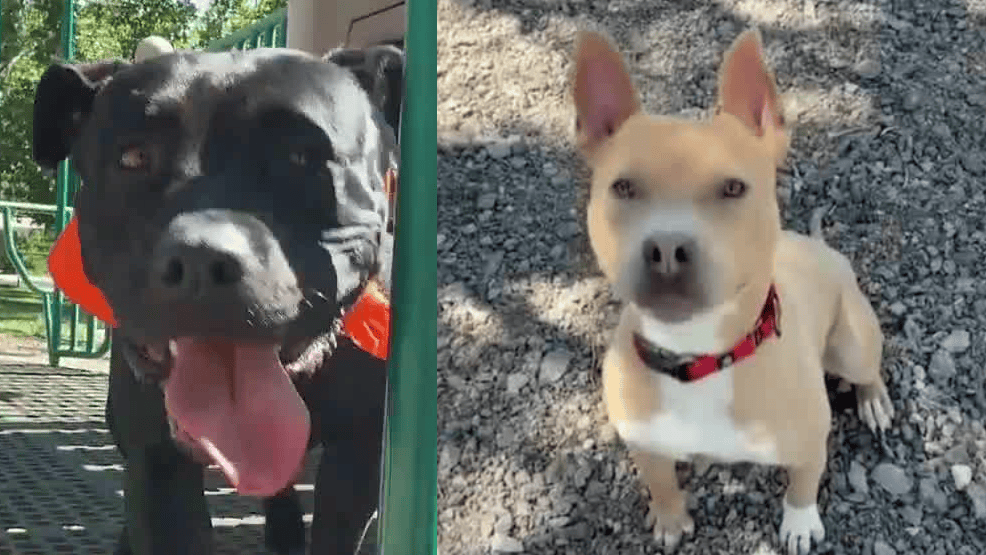 The Silent Toll: When America’s Unseen Vulnerabilities Find Refuge in a Kennel