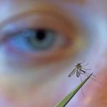 Early West Nile Spike Ignites Public Health Debates, Echoes Global Vigilance