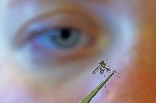 Early West Nile Spike Ignites Public Health Debates, Echoes Global Vigilance