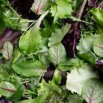 Salad Surprise: Michigan Outbreak Exposes Perils in Produce Pipeline