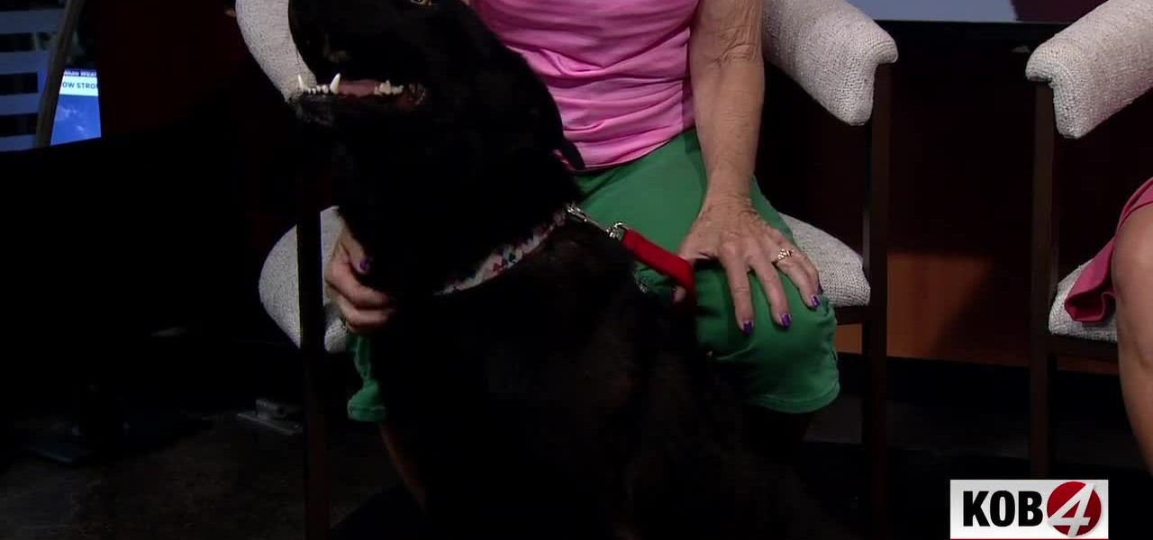 Albuquerque’s Quiet Crisis: A Three-Legged Canine and the Municipal Struggle for Compassion