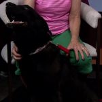 Albuquerque’s Quiet Crisis: A Three-Legged Canine and the Municipal Struggle for Compassion Albuquerque’s Quiet Crisis: A Three-Legged Canine and the Municipal Struggle for Compassion
