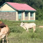 Hoofbeats Over Homework: Empty Classrooms Echo Kenya’s Arid Future