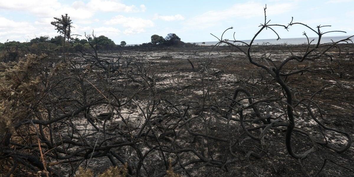 Reform Council in Suffolk Criticized for Abandoning Green Pledges Amid Wildfire Crisis