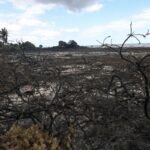 Reform Council in Suffolk Criticized for Abandoning Green Pledges Amid Wildfire Crisis Reform Council in Suffolk Criticized for Abandoning Green Pledges Amid Wildfire Crisis