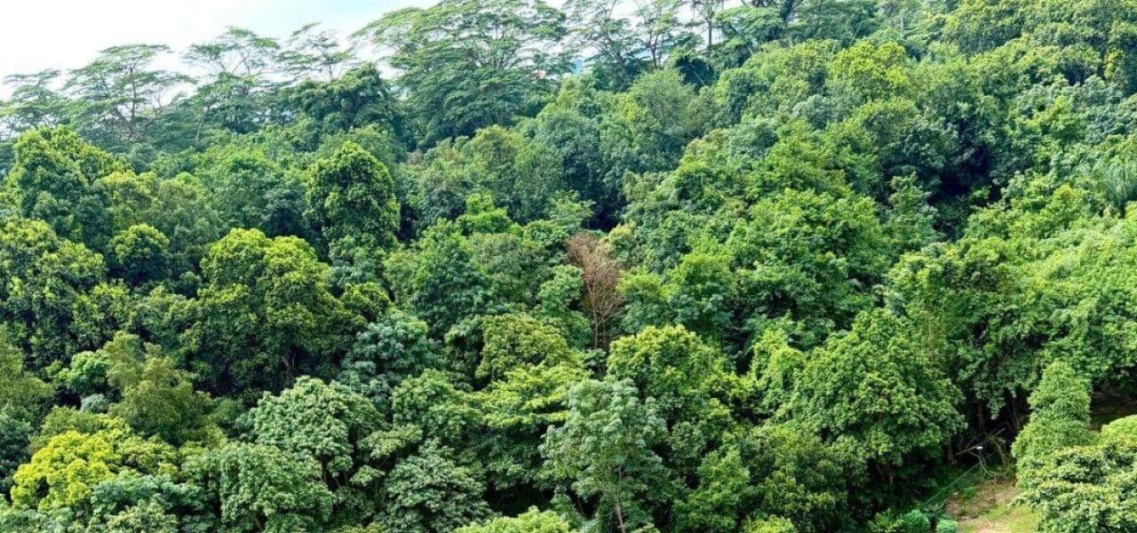 Singapore Residents Rally to Save Maju Forest from Looming Clearance