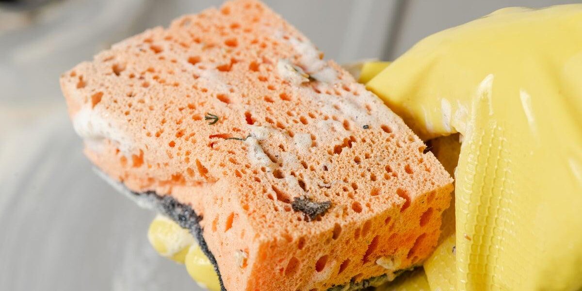 Kitchen Sponges: Hidden Reservoirs of Food Poisoning Bacteria