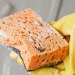 Kitchen Sponges: Hidden Reservoirs of Food Poisoning Bacteria