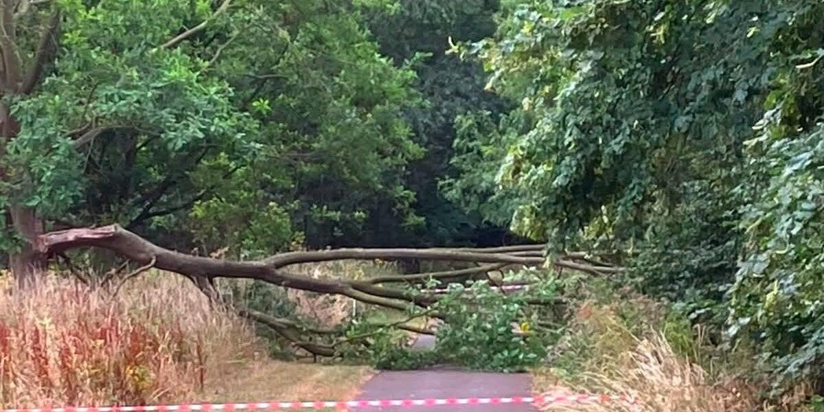 Visitors Advised to Avoid Trees Amid UK Heatwave Warnings