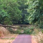 Visitors Advised to Avoid Trees Amid UK Heatwave Warnings