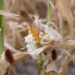 Africa’s Unseen Scythe: Starvation’s Shadow Lengthens in Uganda’s Drylands