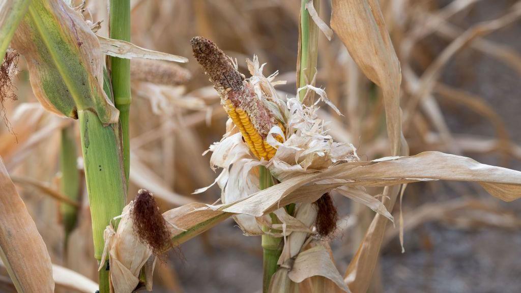 Africa’s Unseen Scythe: Starvation’s Shadow Lengthens in Uganda’s Drylands