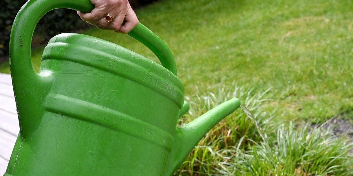 Gardening Experts Provide Essential Strategies to Preserve Plants Amid UK Hosepipe Ban