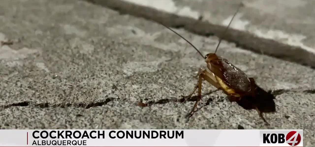 Albuquerque’s Underbelly: Six-Legged Symptoms of a Strained Infrastructure
