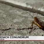 Creeping In: Albuquerque’s Summer Scourge Signals Deeper Climate, Infrastructure Woes Creeping In: Albuquerque’s Summer Scourge Signals Deeper Climate, Infrastructure Woes