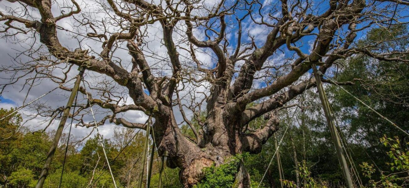Ancient Guardian’s Demise: Major Oak’s Fall Sparks Heritage Reckoning
