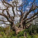 Ancient Guardian’s Demise: Major Oak’s Fall Sparks Heritage Reckoning Ancient Guardian’s Demise: Major Oak’s Fall Sparks Heritage Reckoning