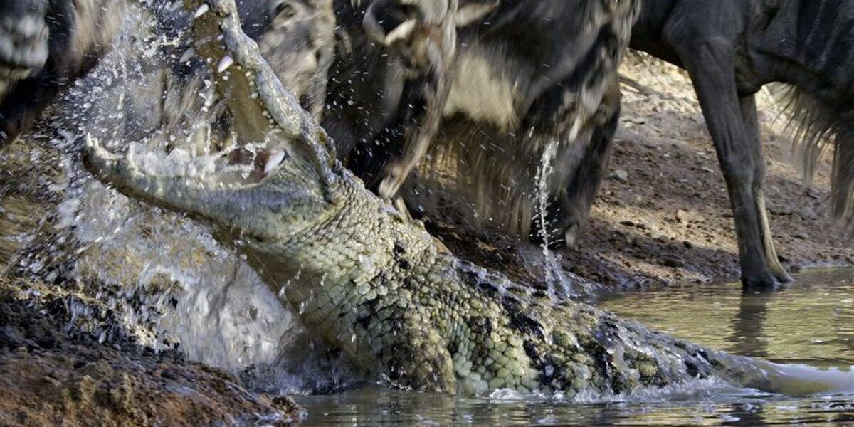 Israeli Plan for Crocodile-Filled Moat at Ketziot Prison Sparks Human Rights Outrage