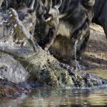 Israeli Plan for Crocodile-Filled Moat at Ketziot Prison Sparks Human Rights Outrage