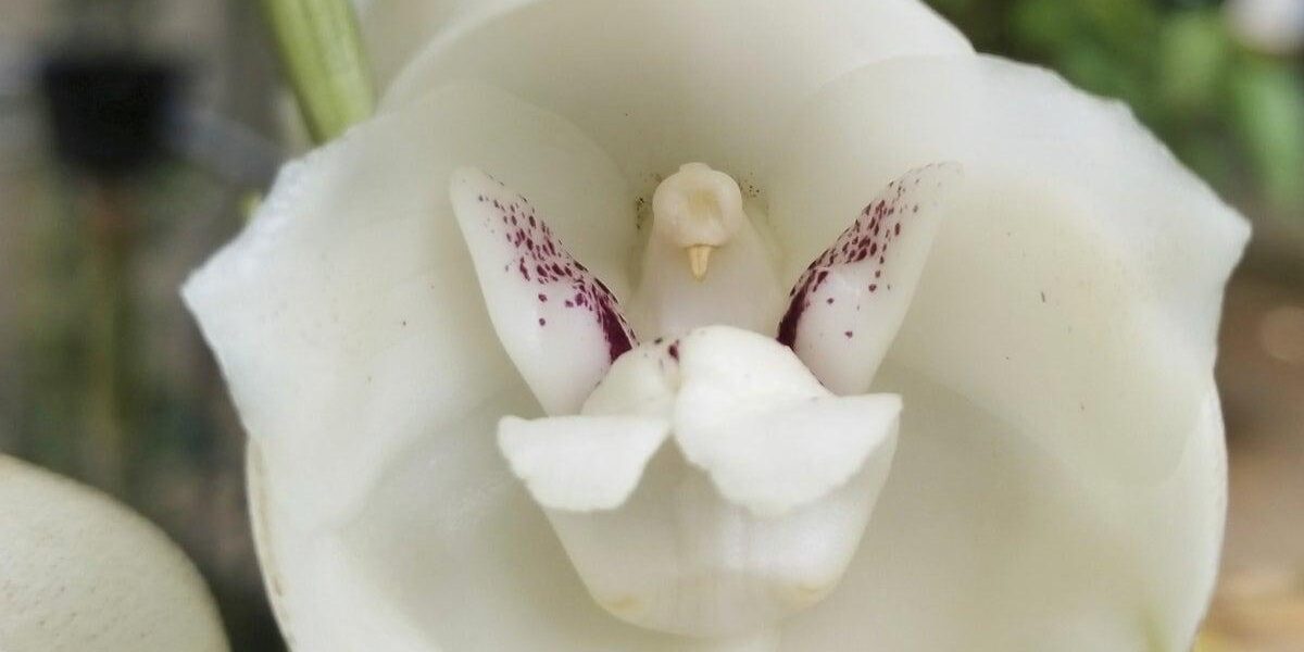 Intriguing Discovery: Orchids Mimicking Humans, Babies, and Animals in Nature’s Evolution