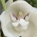 Intriguing Discovery: Orchids Mimicking Humans, Babies, and Animals in Nature’s Evolution Intriguing Discovery: Orchids Mimicking Humans, Babies, and Animals in Nature’s Evolution