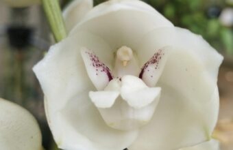 Intriguing Discovery: Orchids Mimicking Humans, Babies, and Animals in Nature’s Evolution