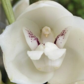 Intriguing Discovery: Orchids Mimicking Humans, Babies, and Animals in Nature’s Evolution