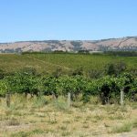 Beyond the Cellar Door: Australia’s Wine Mecca Grapples With Global Currents Beyond the Cellar Door: Australia’s Wine Mecca Grapples With Global Currents