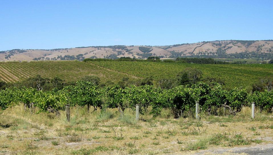 McLaren Vale Wine: Global Shifts, Local Adaptation