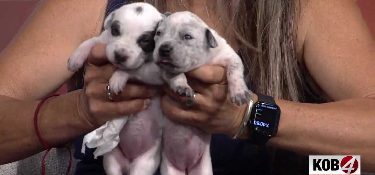 Albuquerque’s Forgotten Paws: A Reflection of Neglect and Hope on City Streets