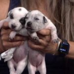 Albuquerque’s Forgotten Paws: A Reflection of Neglect and Hope on City Streets