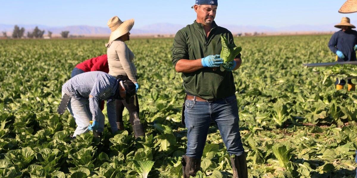 Lettuce Linked to Frequent Foodborne Illnesses in the U.S.