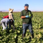 Lettuce Linked to Frequent Foodborne Illnesses in the U.S.