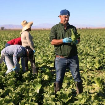 Lettuce Linked to Frequent Foodborne Illnesses in the U.S.