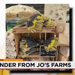 Albuquerque’s Scent of Subversion: Lavender Replaces Gunpowder for Fourth of July