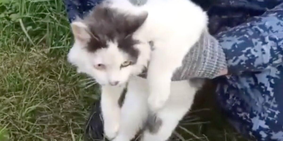 Russian Prison Foils Drug Smuggling Attempt by Feline Mule