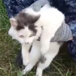 Russian Prison Foils Drug Smuggling Attempt by Feline Mule Russian Prison Foils Drug Smuggling Attempt by Feline Mule