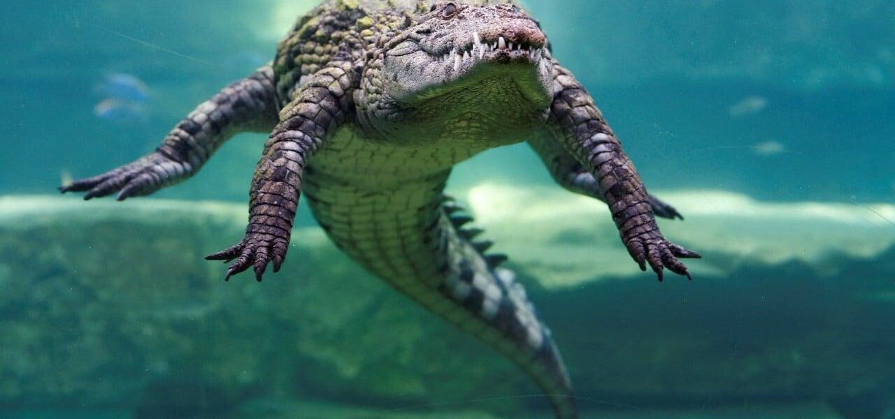 Israel Reclassifies Crocodiles to Enhance Prison Security