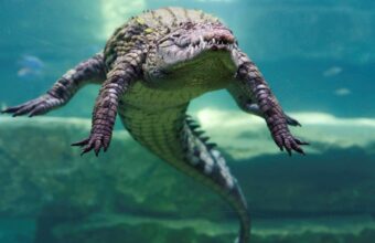 Israel Reclassifies Crocodiles to Enhance Prison Security