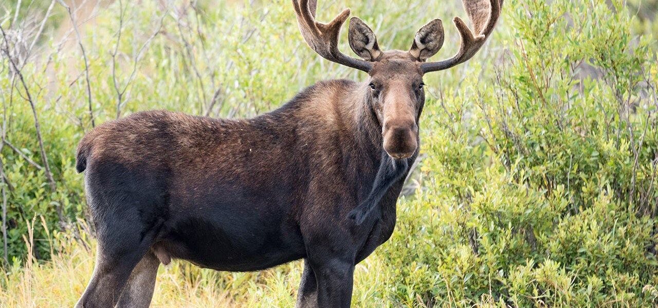 Maine Man’s Truck Tussle: Wilderness Intervention Sparks Policy Echoes