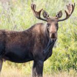Maine Man’s Truck Tussle: Wilderness Intervention Sparks Policy Echoes Maine Man’s Truck Tussle: Wilderness Intervention Sparks Policy Echoes