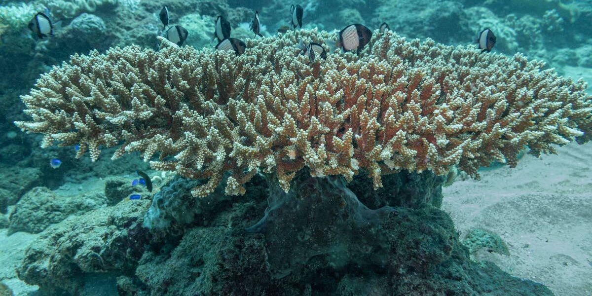 Planetary Incendiaries: Why ‘World-Class Waves’ Could Engulf Policy
