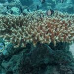 Planetary Incendiaries: Why ‘World-Class Waves’ Could Engulf Policy